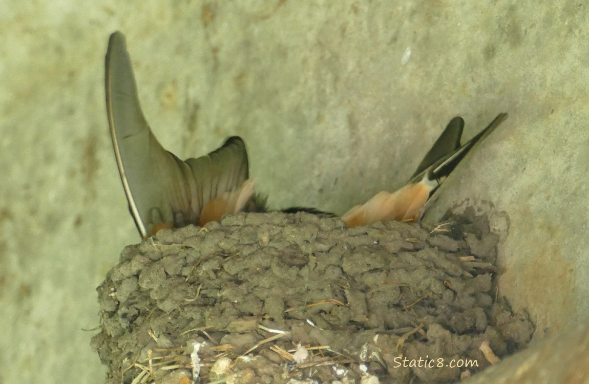 Barn Swallow wing and tail sticking out of the nest