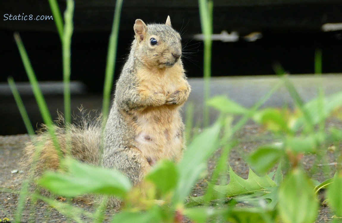 Squirrel standing on the sidewalk