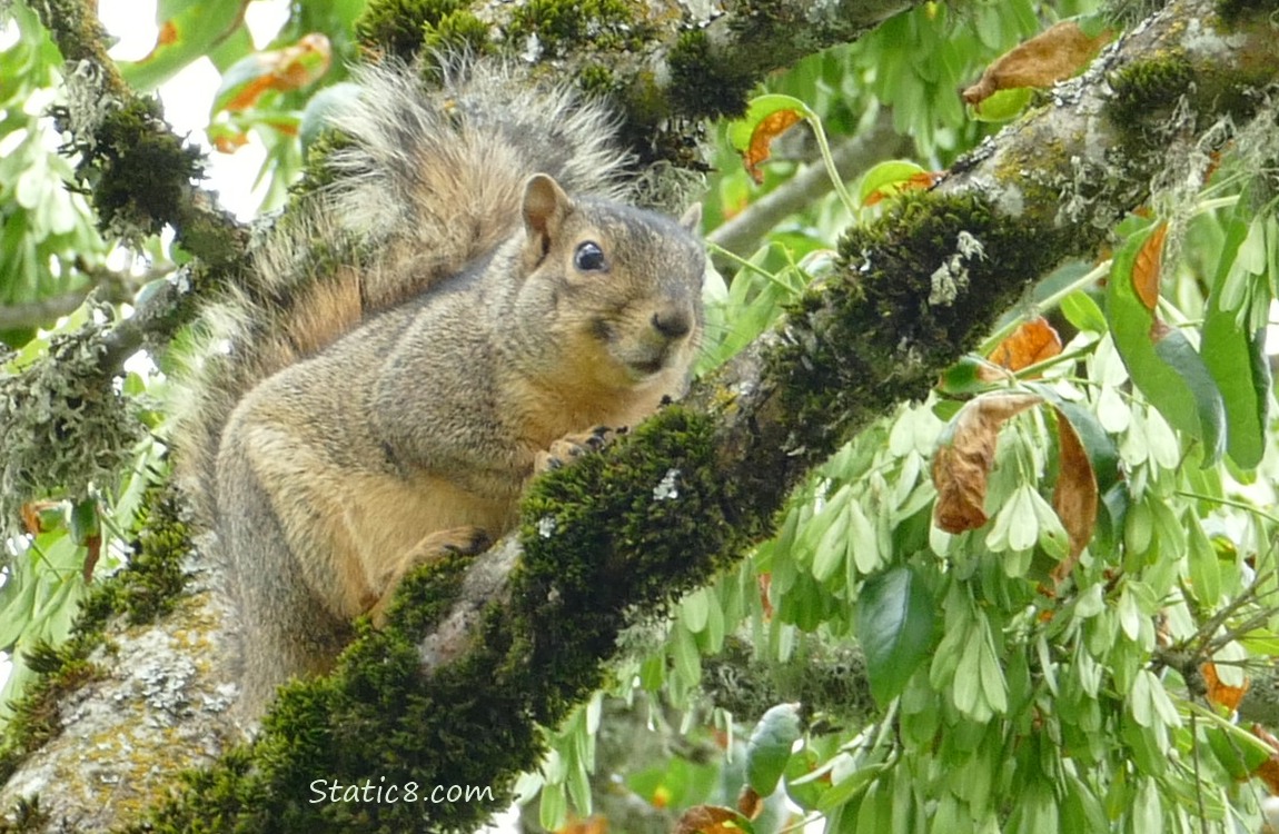 Squirrel sitting on a tree branch