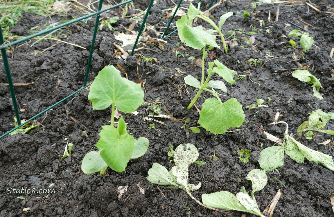 Cucumber plants in the ground