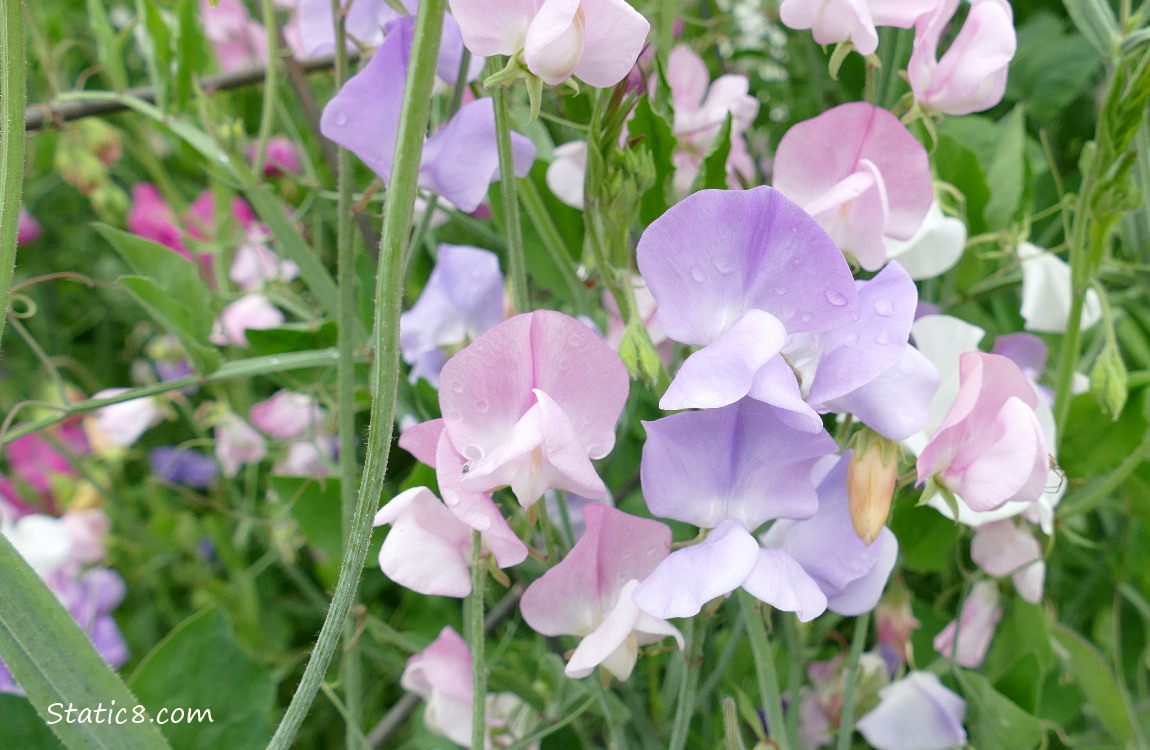 Sweet Pea blooms in pink and lavender