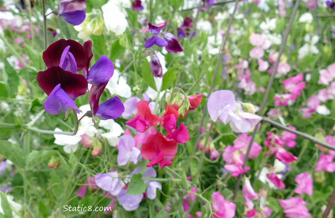 Sweet Pea blooms in different colours