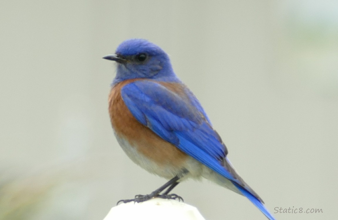 Bluebird standing on a post