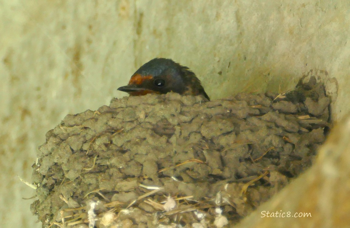 Barn Swallow sitting in the nest