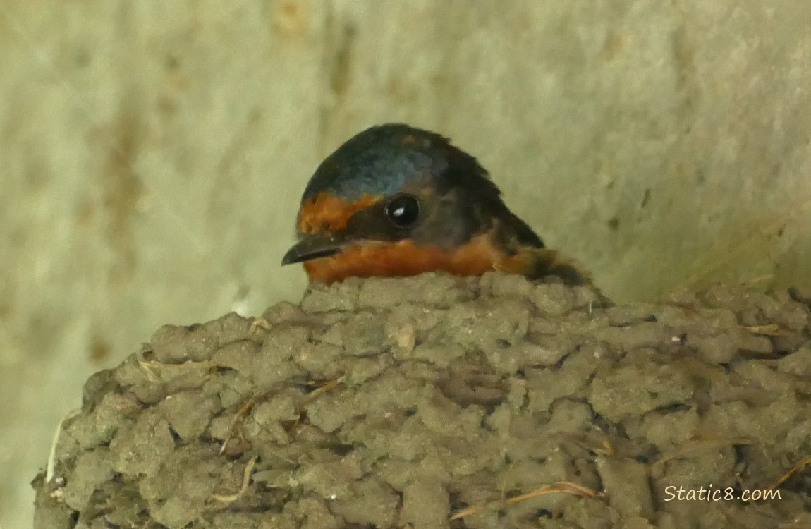 Barn Swallow sitting in the nest