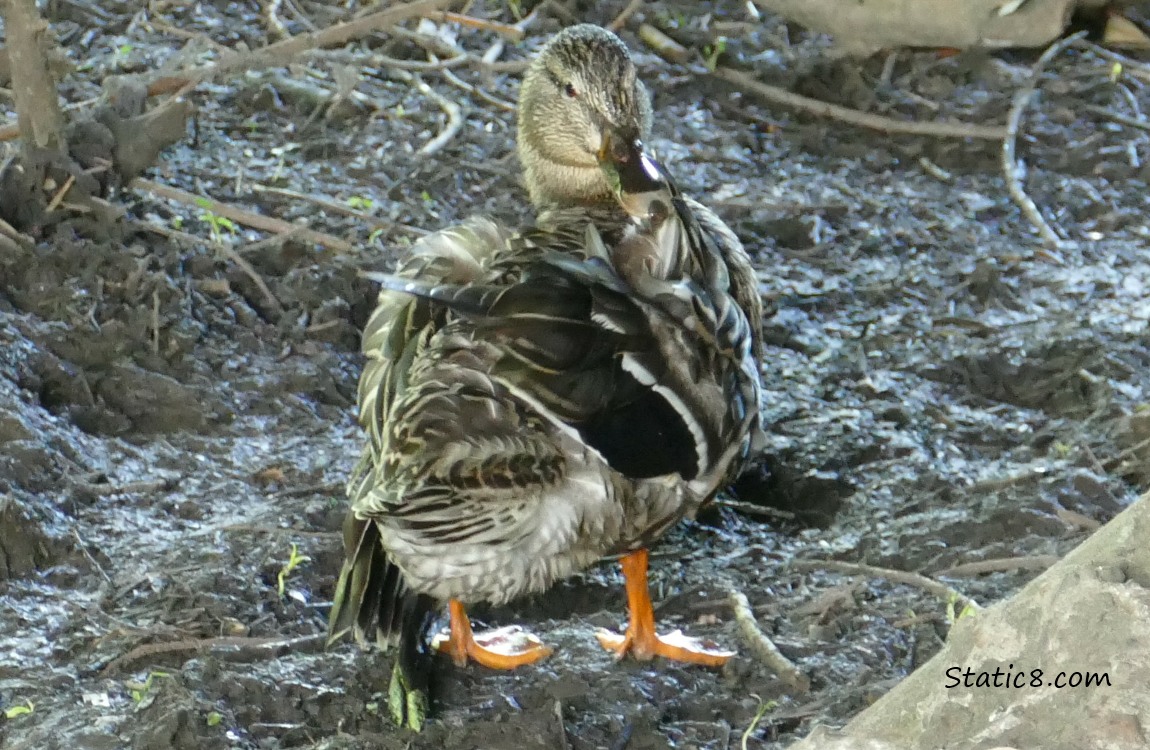 Female Mallard