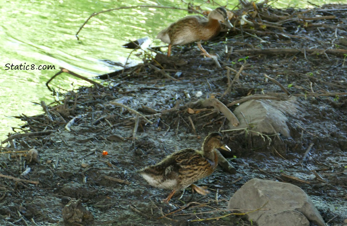 Ducklings walking on the creek bank