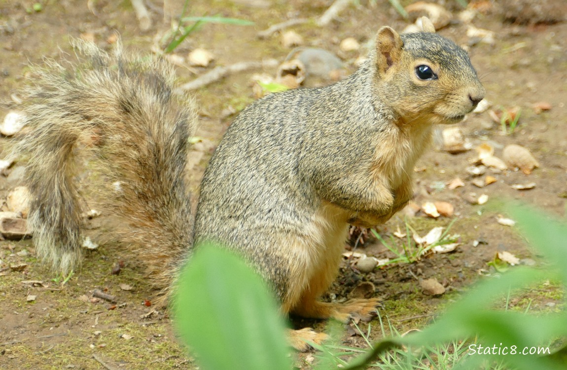 Squirrel standing on the ground