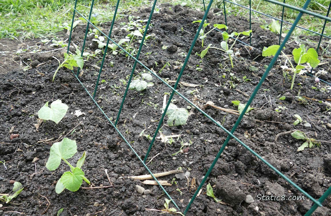 small cucumber plants growing