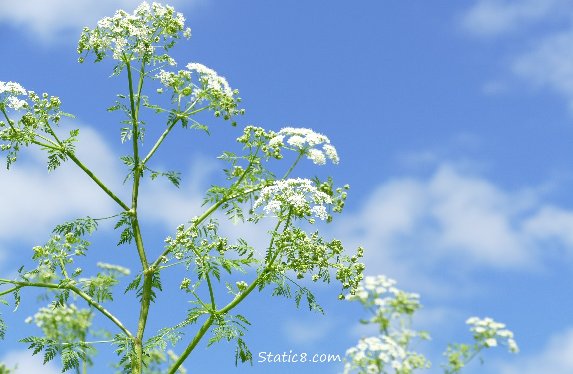 Poison Hemlock blooms against blue sky