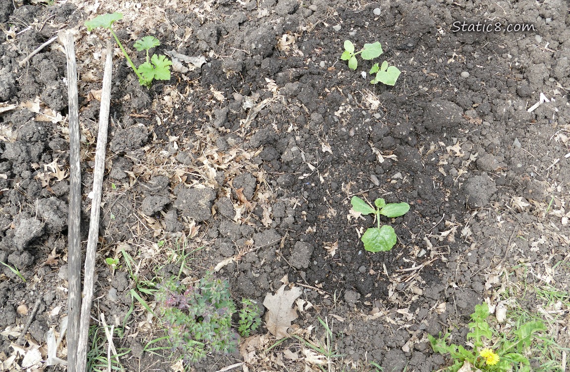 Garden plot