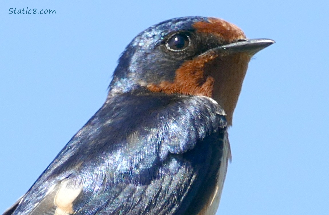 Barn Swallow