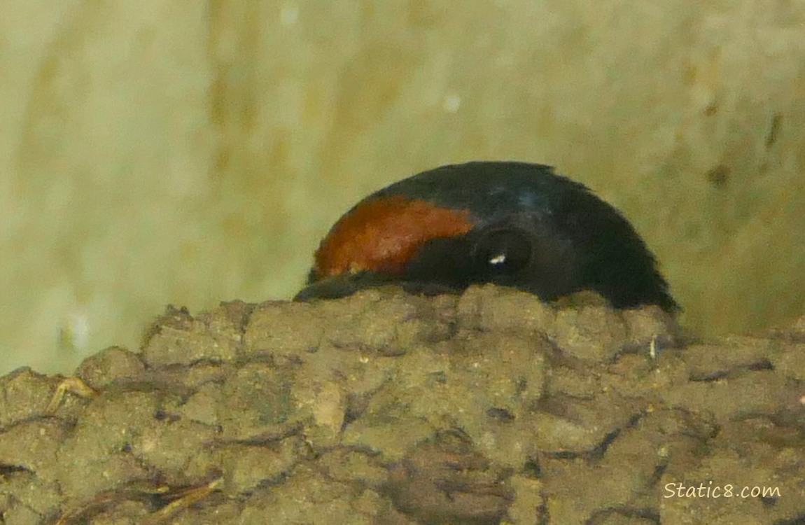 Barn Swallow in the nest