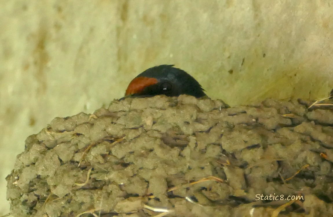 Barn Swallow in the nest