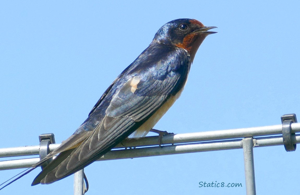 Barn Swallow standing on a wire trellis, singing