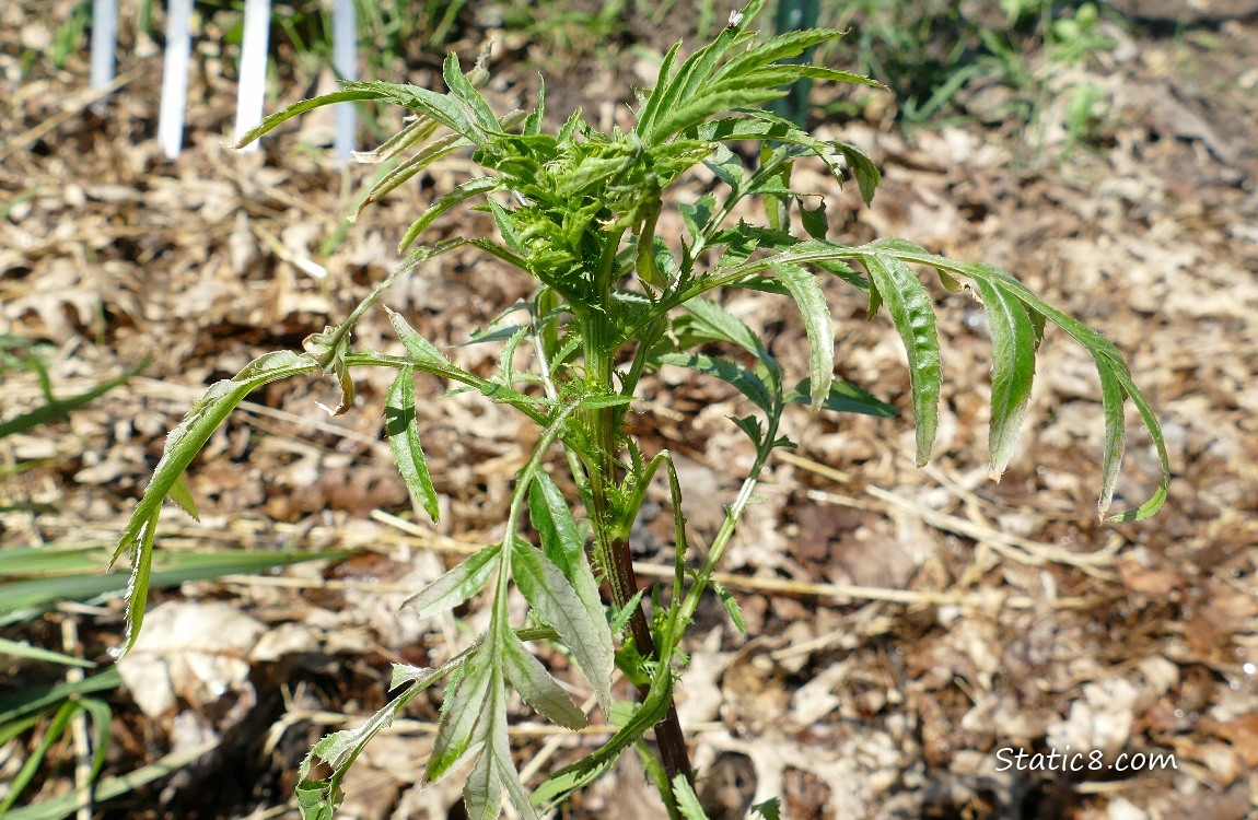 Marigold plant