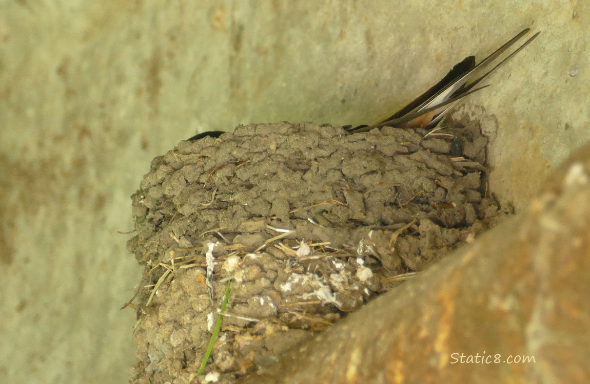 Barn Swallow sitting in the nest