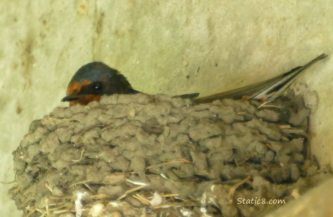 Barn Swallow sitting in the nest