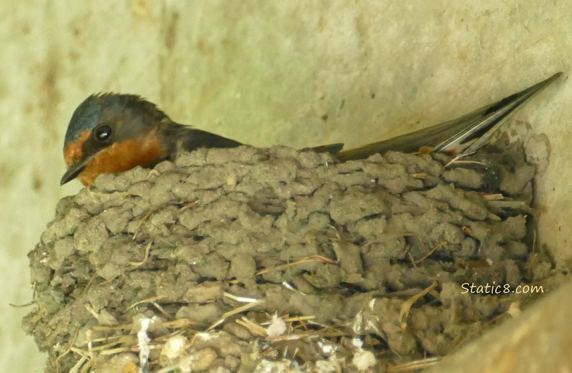 Barn Swallow sitting in the nest