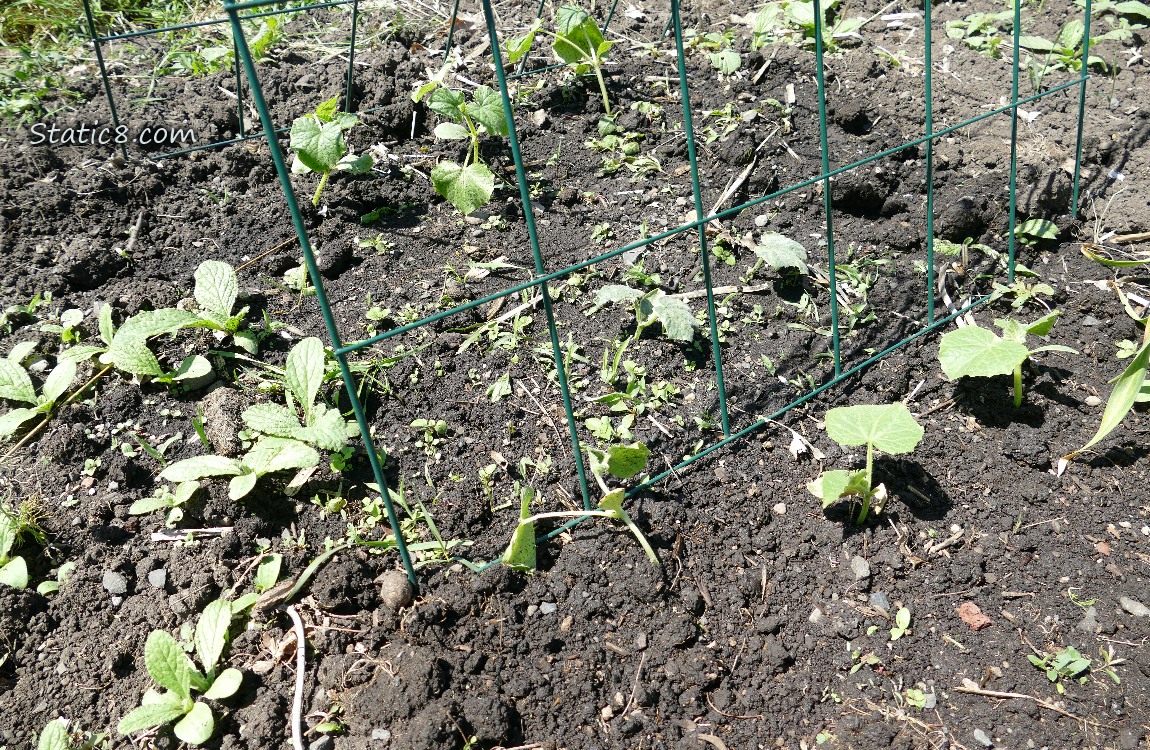 Small cucumber plants under a wire trellis