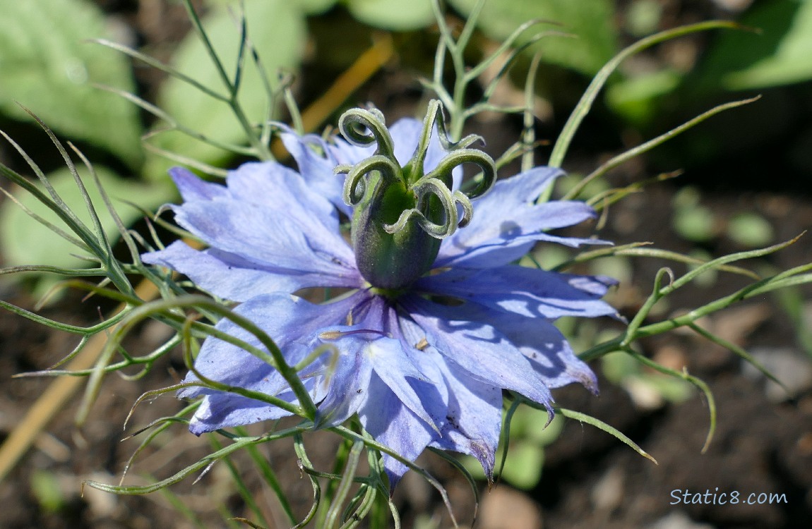 Love in a Mist bloom