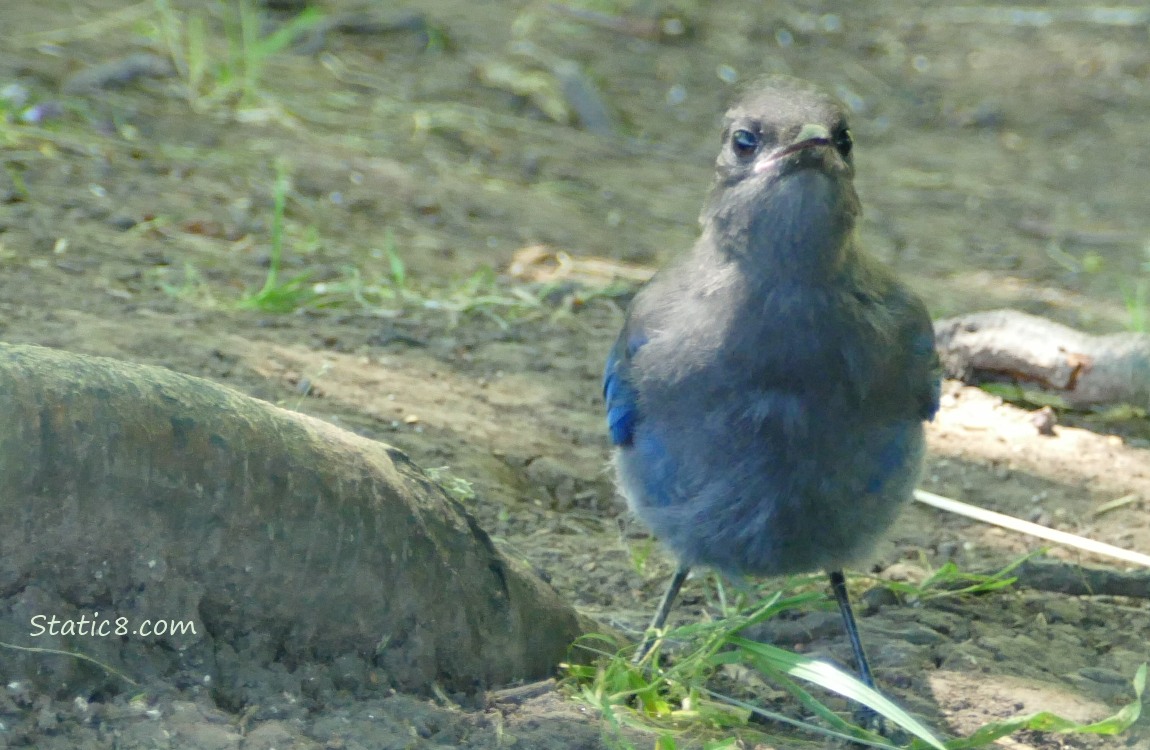 Steller Jay standing on the ground