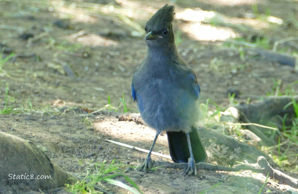 Steller Jay standing on the ground