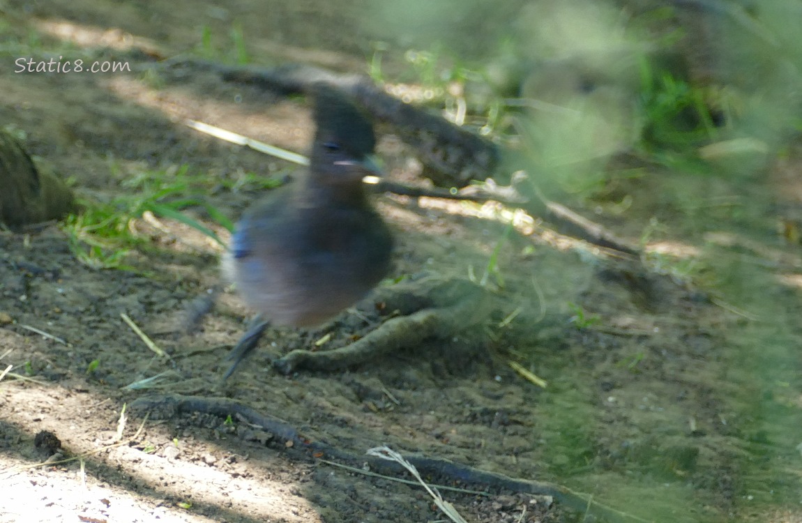 Blurry Steller Jay bouncing on the ground