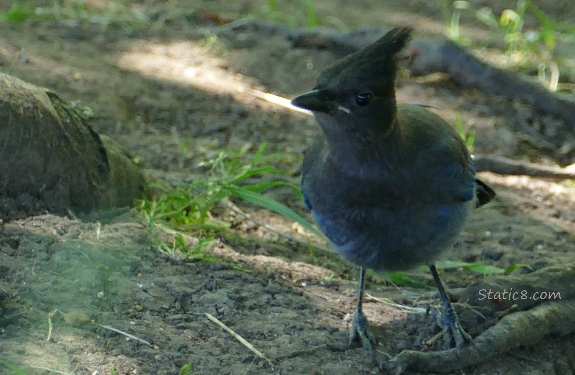 Steller Jay standing on the ground