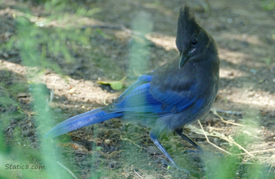 Steller Jay standing on the ground, looking down