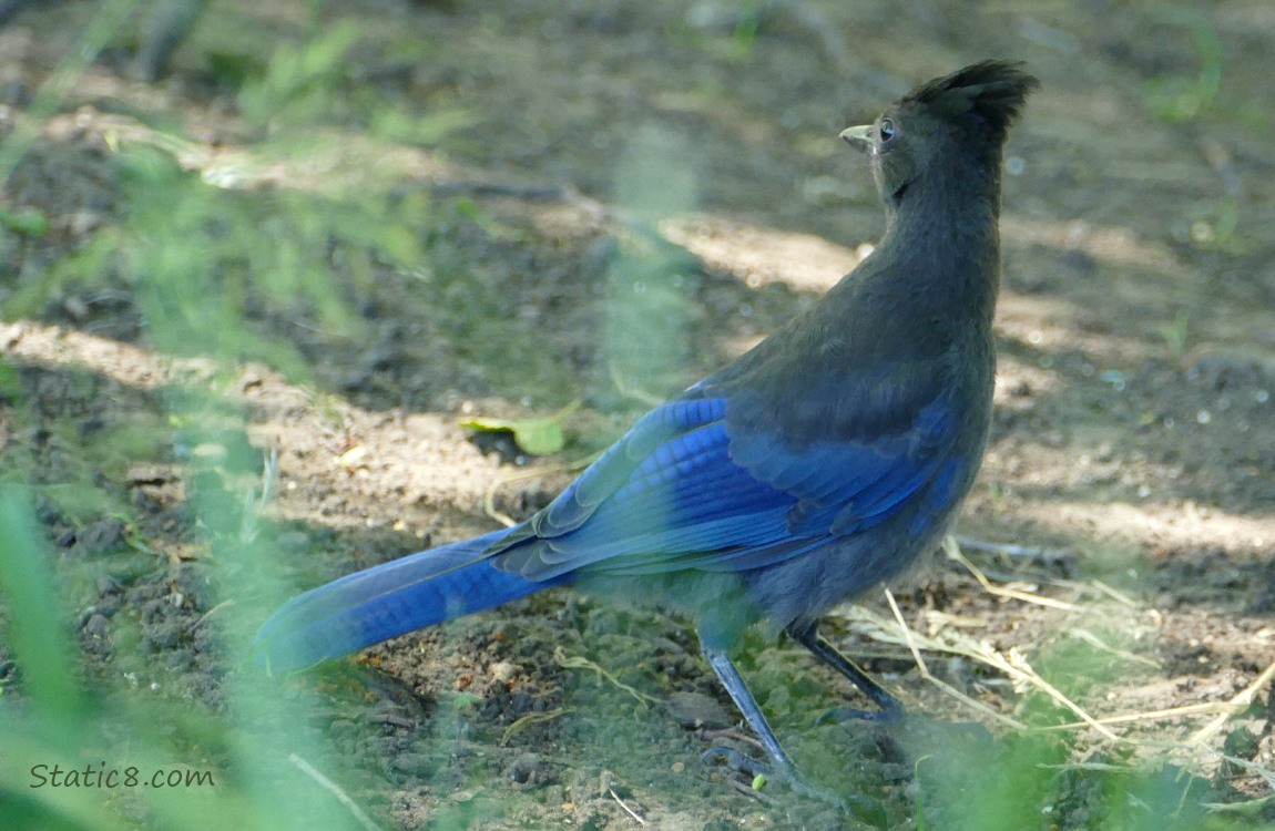 Steller Jay standing on the ground