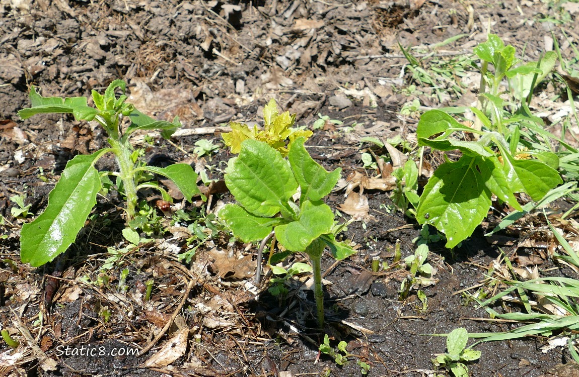 Small sunflower plants coming up