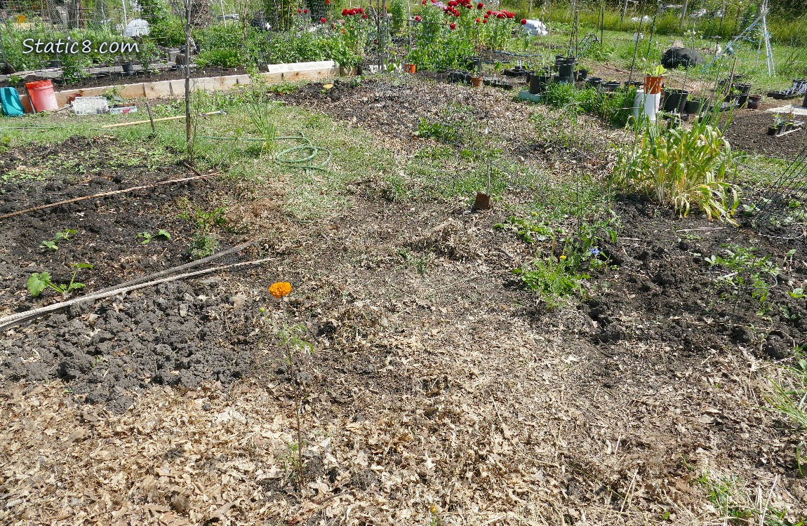 Garden Plot