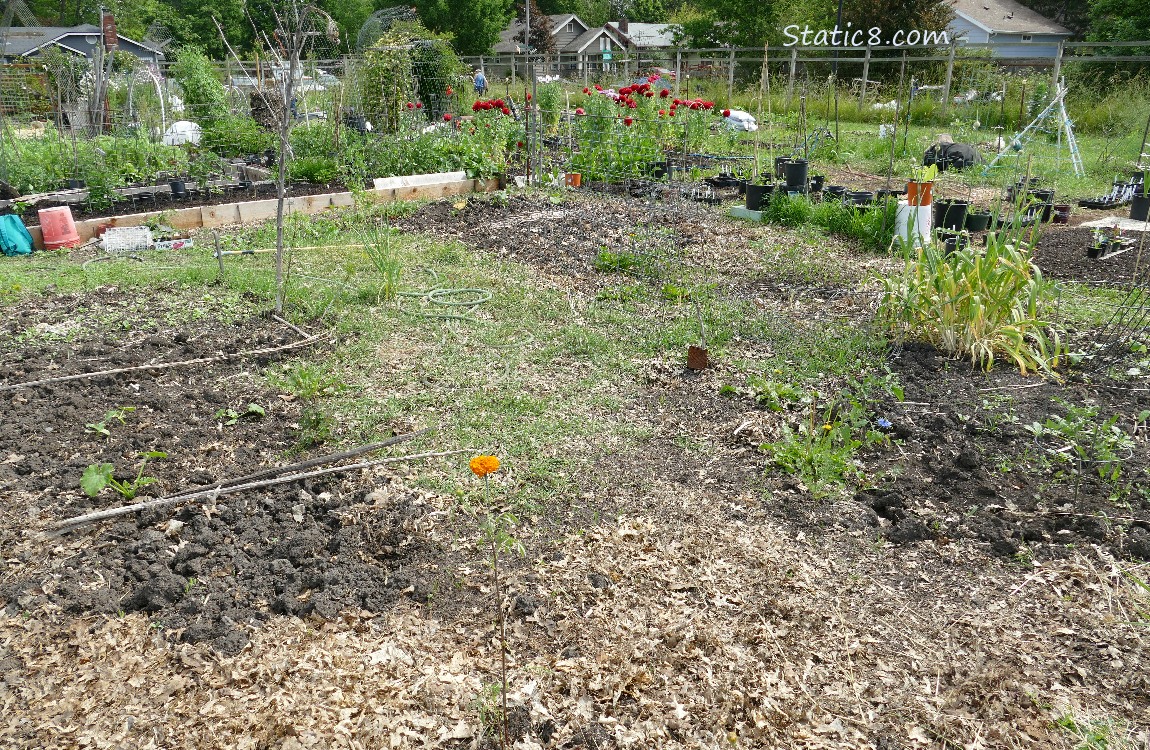 Garden Plot