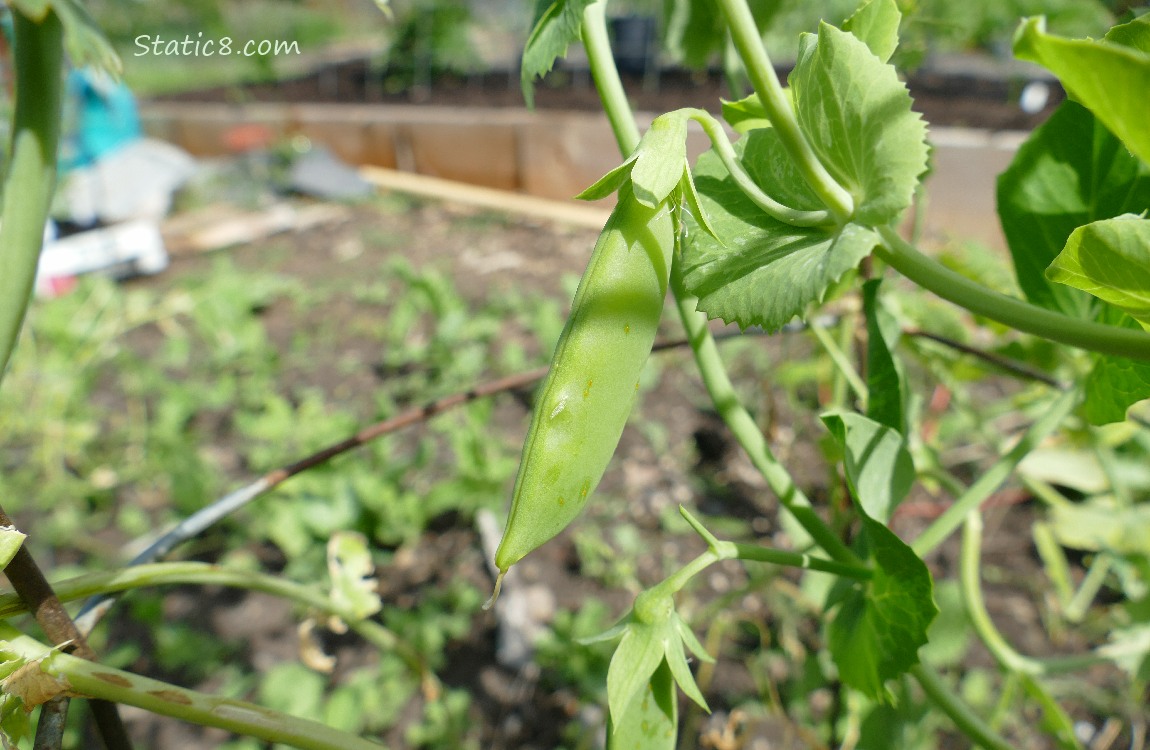 Snap Peas on the vine