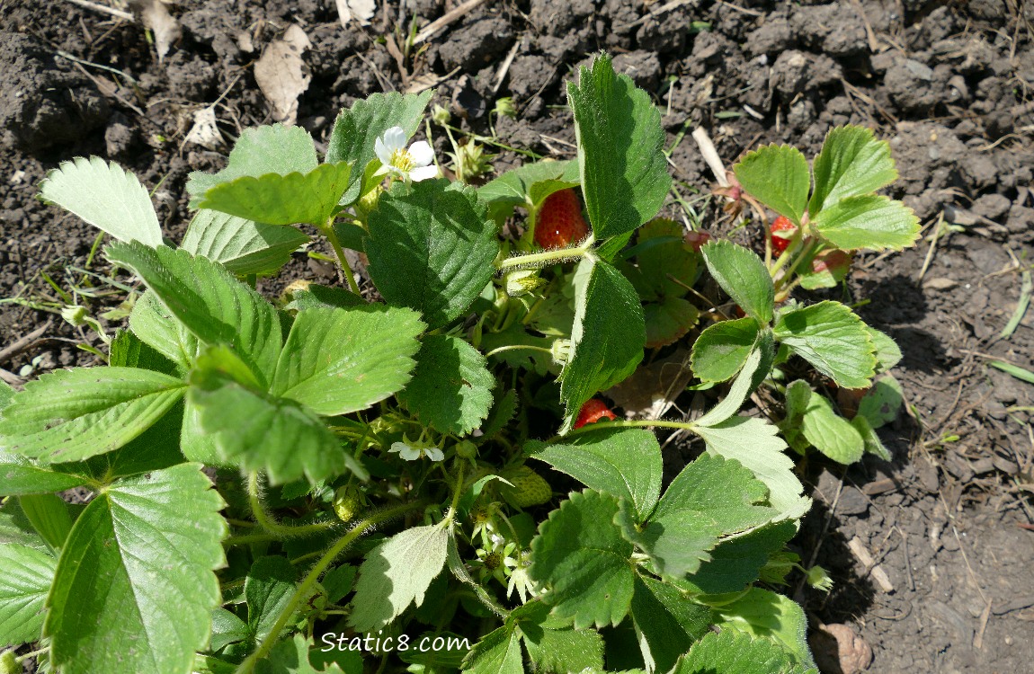 Strawberry plant with a blossom and fruits under the leaves