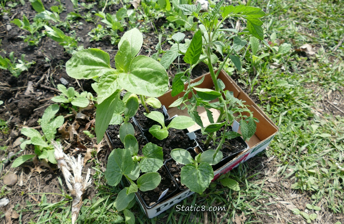 Veggie starts in small pots