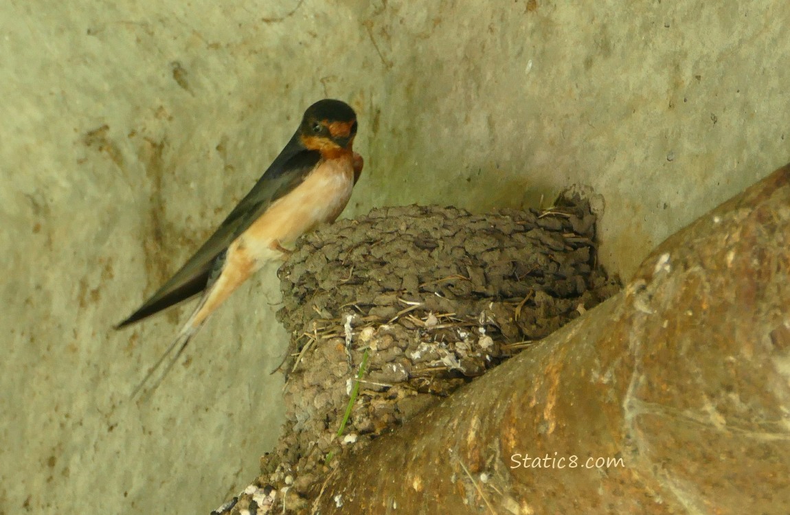 Barn Swallow standing on the edge of the nest