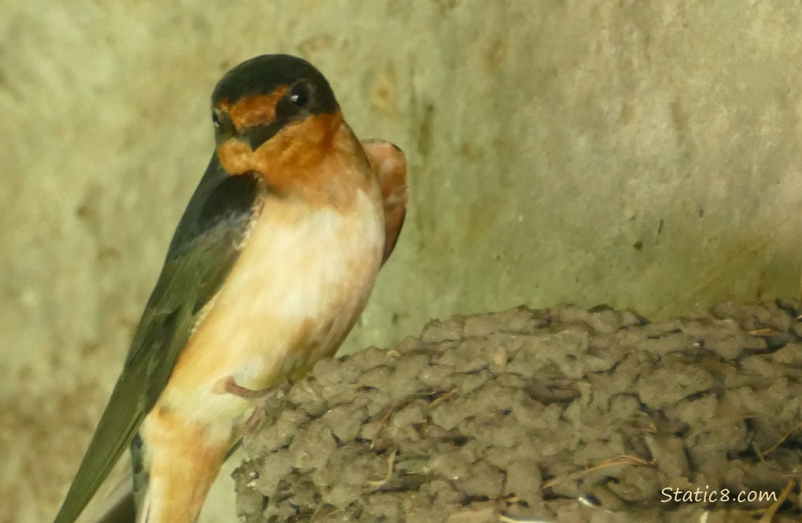 Barn Swallow standing on the edge of the nest