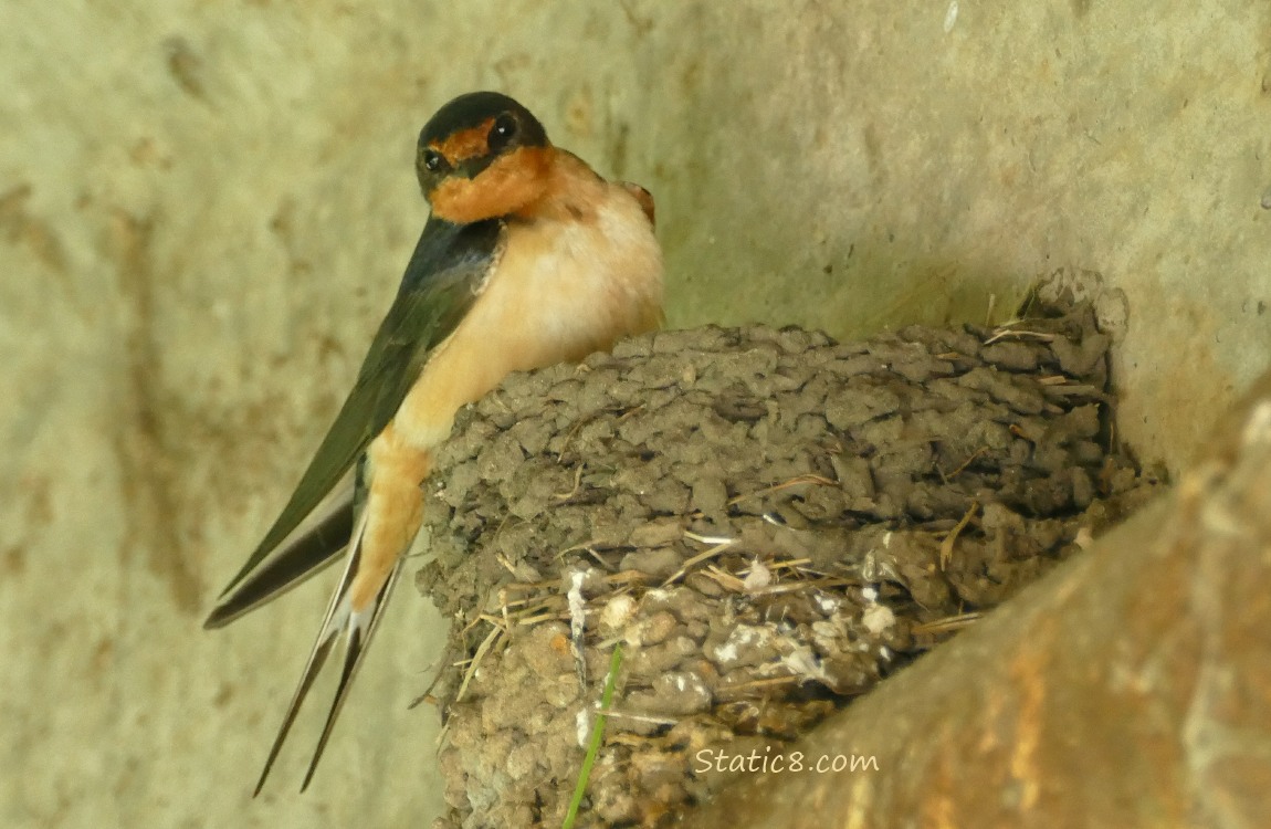 Barn Swallow standing at the edge of the nest