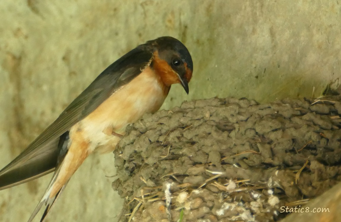 Barn Swallow standing on the edge of the nest, looking down into the nest