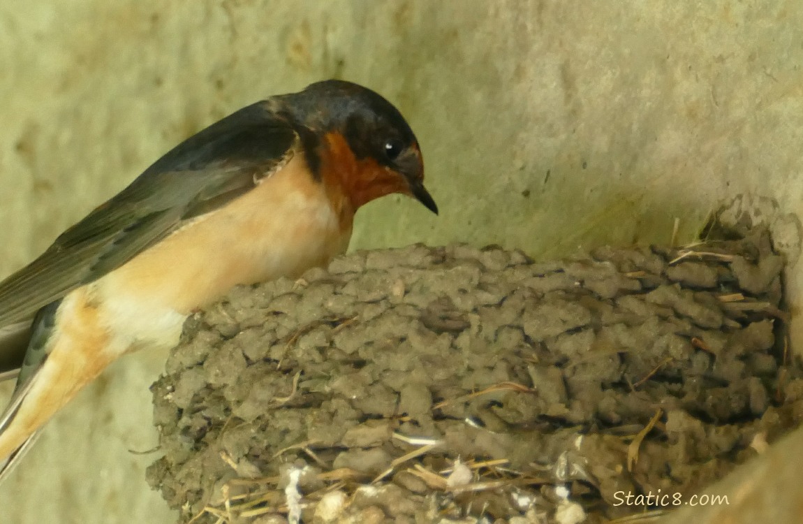 Barn Swallow standing at the edge of the nest, looking down into the nest