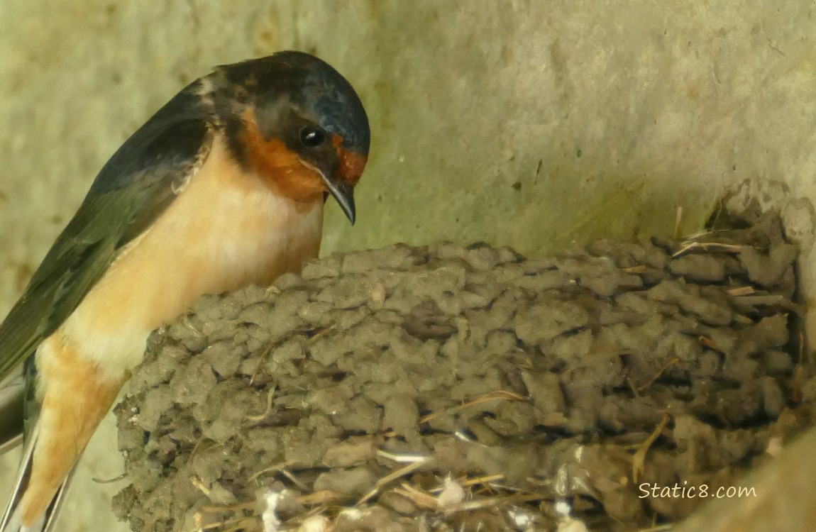 Barn Swallow standing on the edge of the nest, looking down