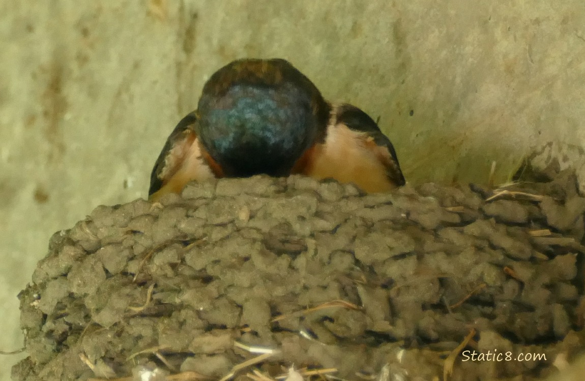 Barn Swallow in the nest, looking down