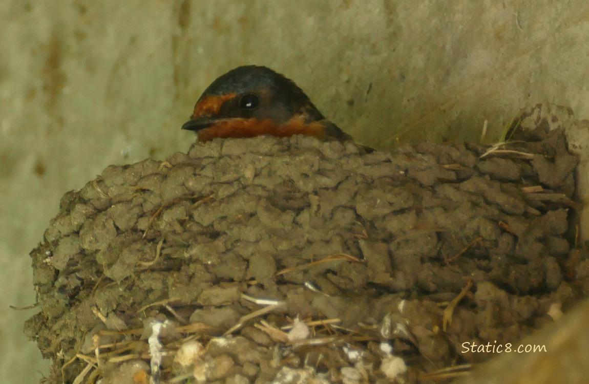 Barn Swallow sitting in the nest