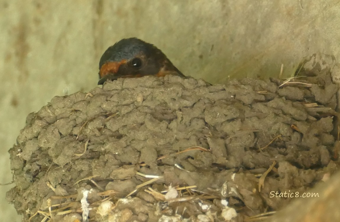 Barn Swallow sittin in the nest