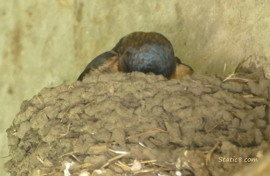 Barn Swallow in the nest, looking down