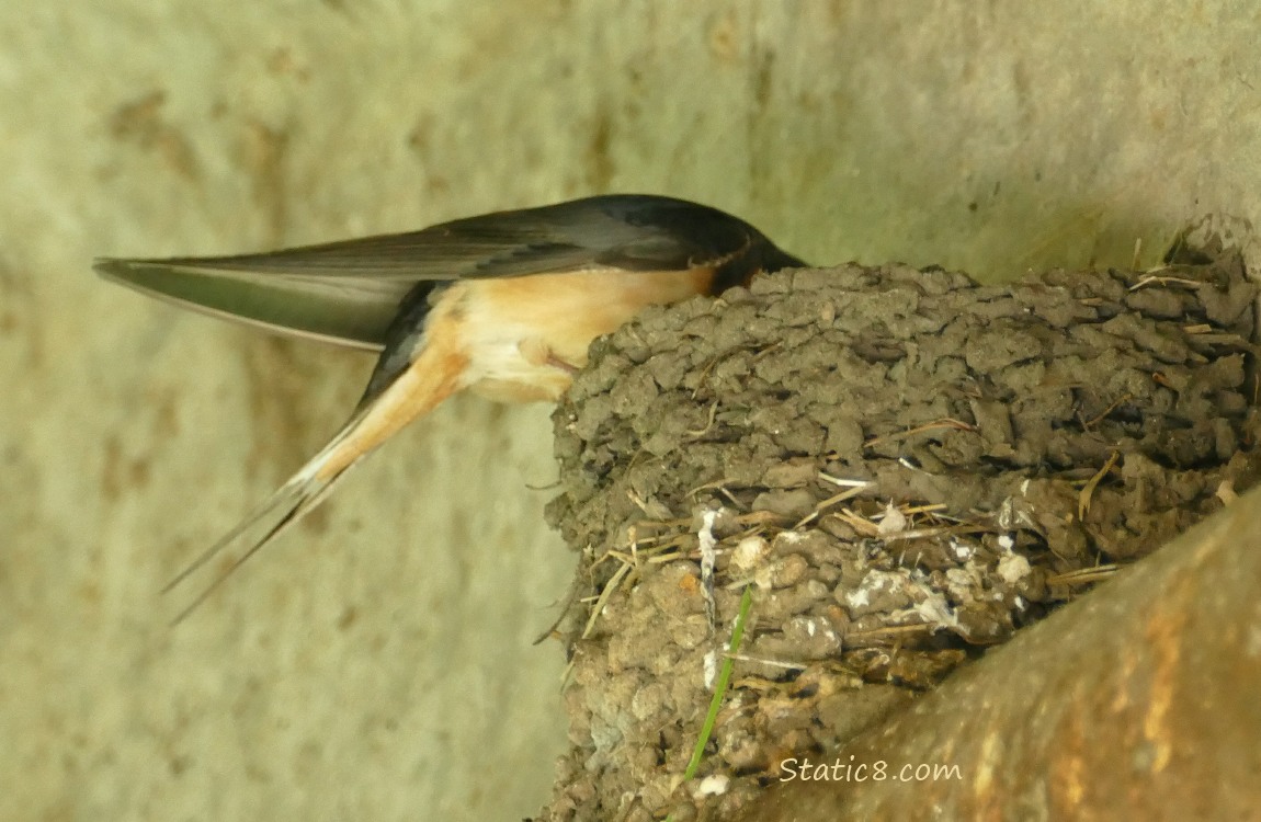 Barn Swallow standing on the edge of the nest, poking her head down into the nest