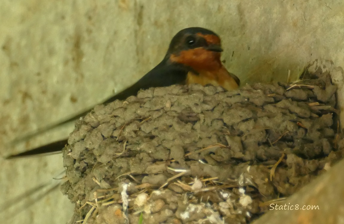 Barn Swallow sits in the nest