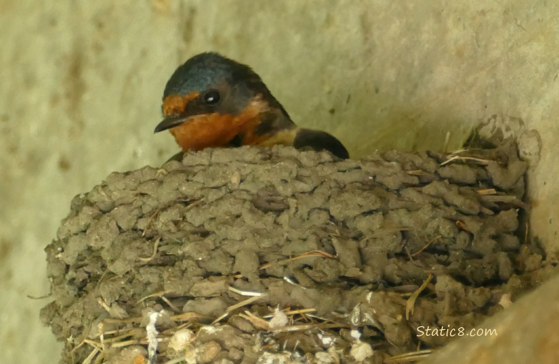 Barn Swallow sitting in the nest